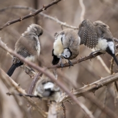 Stizoptera bichenovii (Double-barred Finch) at Lower Molonglo - 14 May 2022 by trevsci