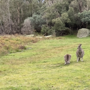 Macropus giganteus at Paddys River, ACT - 14 May 2022