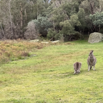 Macropus giganteus (Eastern Grey Kangaroo) at Tidbinbilla Nature Reserve - 14 May 2022 by JimL
