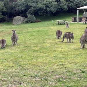 Macropus giganteus at Paddys River, ACT - 14 May 2022