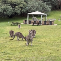 Macropus giganteus at Paddys River, ACT - 14 May 2022