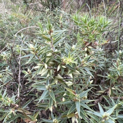 Melichrus urceolatus (Urn Heath) at Tidbinbilla Nature Reserve - 14 May 2022 by JimL