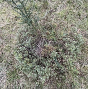 Melichrus urceolatus at Paddys River, ACT - 14 May 2022