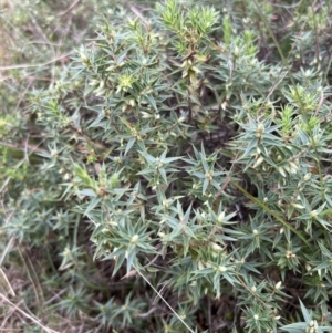 Melichrus urceolatus at Paddys River, ACT - 14 May 2022