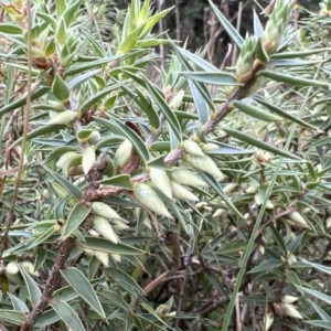 Melichrus urceolatus at Paddys River, ACT - 14 May 2022