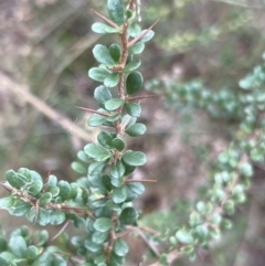 Bursaria spinosa (Native Blackthorn, Sweet Bursaria) at Paddys River, ACT - 14 May 2022 by JimL