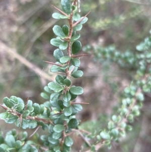 Bursaria spinosa at Paddys River, ACT - 14 May 2022 02:03 PM