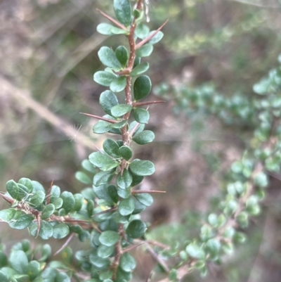 Bursaria spinosa (Native Blackthorn, Sweet Bursaria) at Tidbinbilla Nature Reserve - 14 May 2022 by JimL