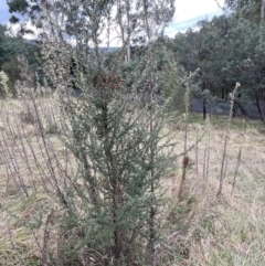Bursaria spinosa at Paddys River, ACT - 14 May 2022