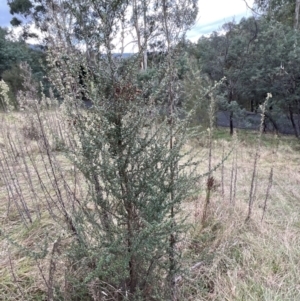 Bursaria spinosa at Paddys River, ACT - 14 May 2022