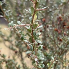 Bursaria spinosa at Paddys River, ACT - 14 May 2022 02:03 PM