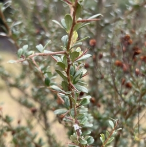 Bursaria spinosa at Paddys River, ACT - 14 May 2022 02:03 PM