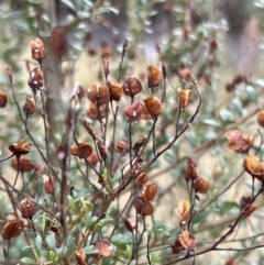 Bursaria spinosa at Paddys River, ACT - 14 May 2022 02:03 PM