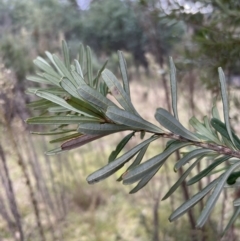 Banksia marginata (Silver Banksia) at Paddys River, ACT - 14 May 2022 by JimL