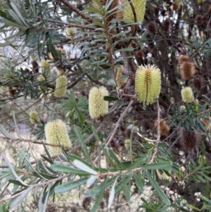 Banksia marginata at Paddys River, ACT - 14 May 2022
