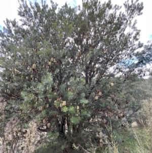 Banksia marginata at Paddys River, ACT - 14 May 2022