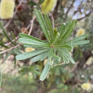 Banksia marginata at Paddys River, ACT - 14 May 2022