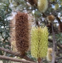 Banksia marginata at Paddys River, ACT - 14 May 2022 01:54 PM