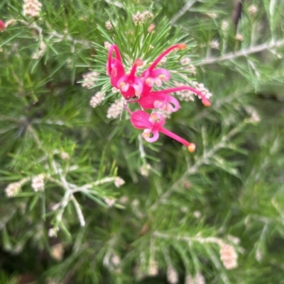 Grevillea "Canberra Gem" (Grevillea rosmarinifolia x juniperina (Hybrid)) at Tidbinbilla Nature Reserve - 14 May 2022 by JimL