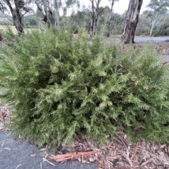 Grevillea "Canberra Gem" at Paddys River, ACT - 14 May 2022