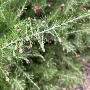 Grevillea "Canberra Gem" at Paddys River, ACT - 14 May 2022 01:47 PM