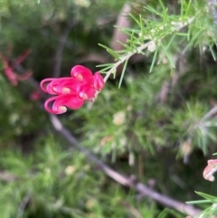 Grevillea "Canberra Gem" at Paddys River, ACT - 14 May 2022