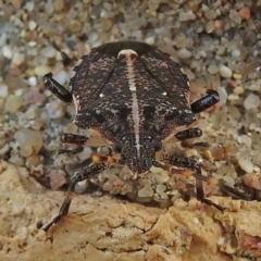 Oncocoris geniculatus (A shield bug) at Wanniassa, ACT - 13 May 2022 by JohnBundock