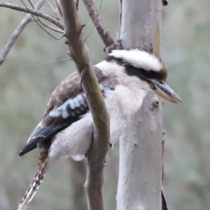 Dacelo novaeguineae at Paddys River, ACT - 14 May 2022