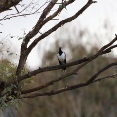 Grallina cyanoleuca (Magpie-lark) at Paddys River, ACT - 14 May 2022 by JimL