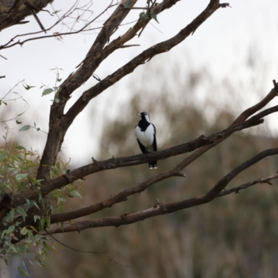 Grallina cyanoleuca (Magpie-lark) at Tidbinbilla Nature Reserve - 14 May 2022 by JimL