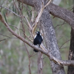 Gymnorhina tibicen (Australian Magpie) at Tidbinbilla Nature Reserve - 14 May 2022 by JimL