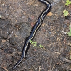 Caenoplana coerulea (Blue Planarian, Blue Garden Flatworm) at Googong, NSW - 14 May 2022 by WHall