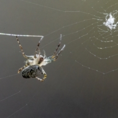 Plebs eburnus (Eastern bush orb-weaver) at Googong, NSW - 14 May 2022 by WHall