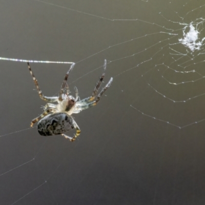 Plebs eburnus (Eastern bush orb-weaver) at QPRC LGA - 14 May 2022 by WHall