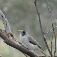 Manorina melanocephala (Noisy Miner) at QPRC LGA - 14 May 2022 by Steve_Bok