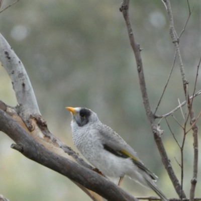 Manorina melanocephala (Noisy Miner) at Jerrabomberra, NSW - 14 May 2022 by Steve_Bok