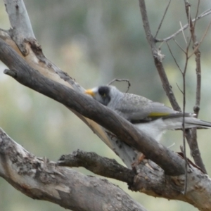 Manorina melanocephala at Jerrabomberra, NSW - 14 May 2022 11:43 AM