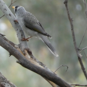 Manorina melanocephala at Jerrabomberra, NSW - 14 May 2022 11:43 AM