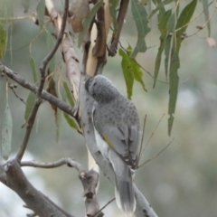 Manorina melanocephala at Jerrabomberra, NSW - 14 May 2022 11:43 AM