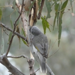 Manorina melanocephala at Jerrabomberra, NSW - 14 May 2022