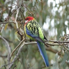 Platycercus eximius (Eastern Rosella) at Jerrabomberra, NSW - 14 May 2022 by SteveBorkowskis