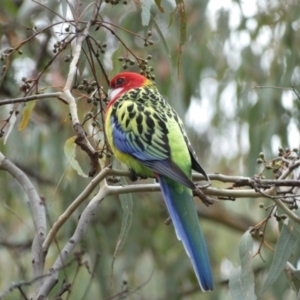 Platycercus eximius at Jerrabomberra, NSW - 14 May 2022