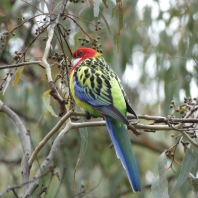 Platycercus eximius (Eastern Rosella) at Jerrabomberra, NSW - 14 May 2022 by Steve_Bok