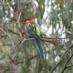 Platycercus eximius at Jerrabomberra, NSW - 14 May 2022