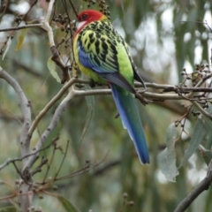 Platycercus eximius at Jerrabomberra, NSW - 14 May 2022 11:47 AM