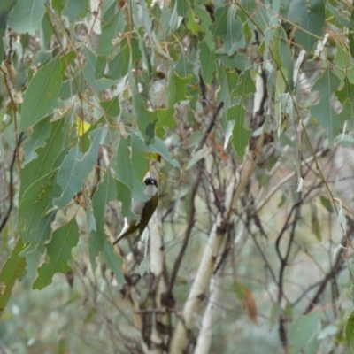 Melithreptus lunatus (White-naped Honeyeater) at Jerrabomberra, NSW - 14 May 2022 by SteveBorkowskis