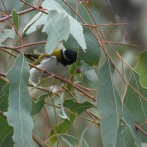 Melithreptus lunatus at Jerrabomberra, NSW - 14 May 2022