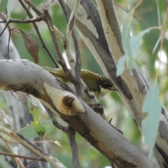 Melithreptus lunatus (White-naped Honeyeater) at Jerrabomberra, NSW - 14 May 2022 by SteveBorkowskis