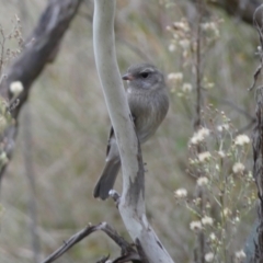 Pachycephala pectoralis (Golden Whistler) at Jerrabomberra, NSW - 14 May 2022 by SteveBorkowskis