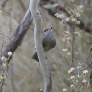 Pachycephala pectoralis at Jerrabomberra, NSW - 14 May 2022